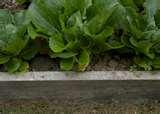 Raising Bed Frame Garden pictures Raising Bed Frame Garden pictures