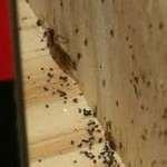 Bed Frame Of Bed Bugs pictures