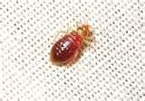 images of Bed Frame Of Bed Bugs