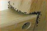 pictures of Bed Frame Of Bed Bugs